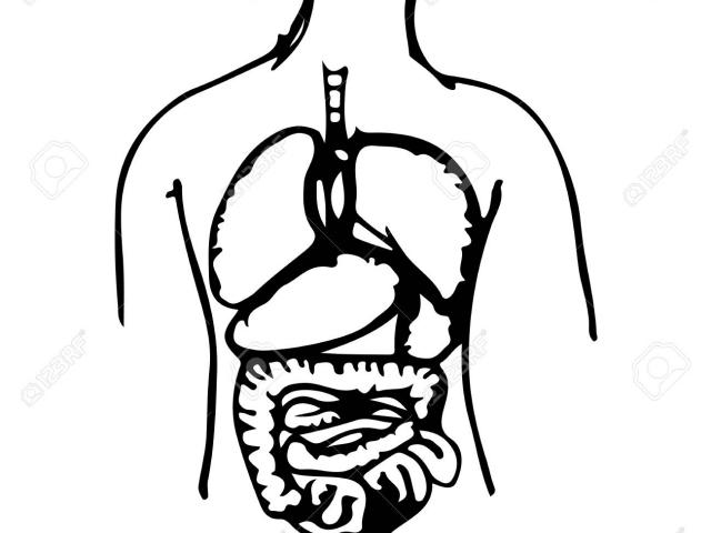 external organs drawing