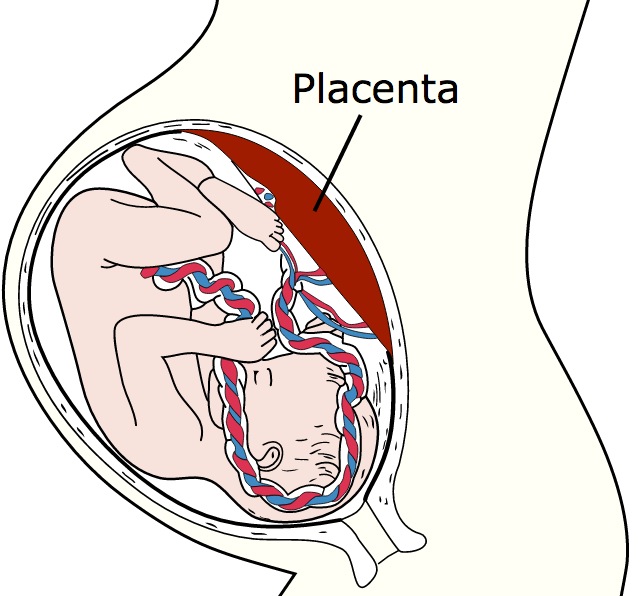 641x596 peering into the placenta, 'least understood' and respected
