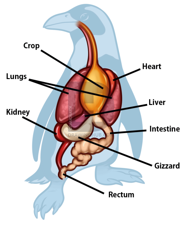 592x720 Penguin Anatomy Drawing, Step