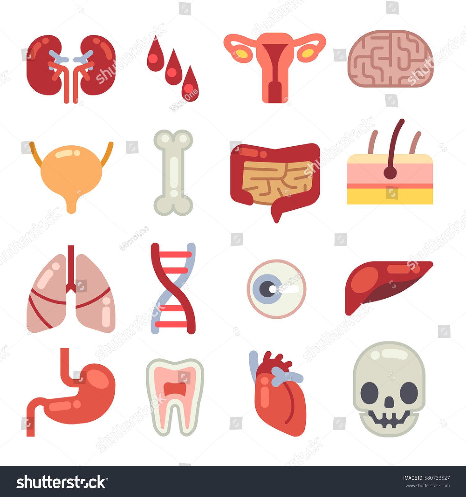 1500x1600 Pictures Of The Internal Organs Writing Heart Organ, Human