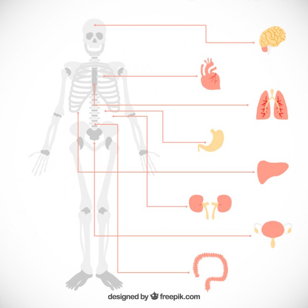626x626 Vector Diagram Of Human Organs Vector Diagram Of Human