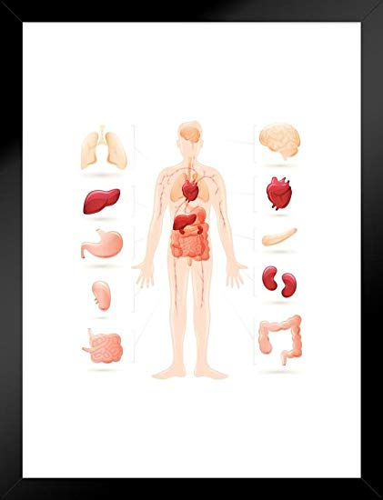 421x550 Poster Foundry Human Body And Organs Anatomy Diagram