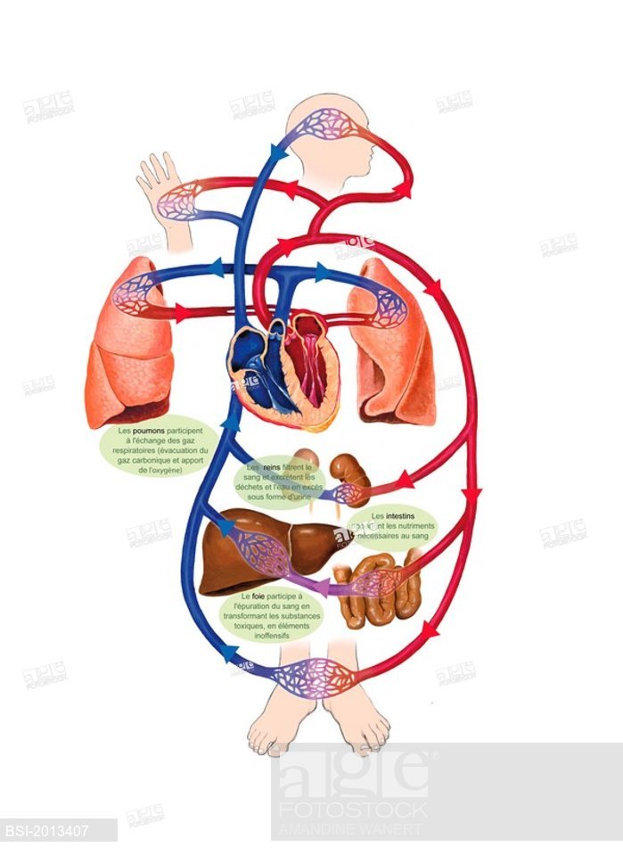 699x959 Blood Circulation, Illustration Blood Circulation And Role