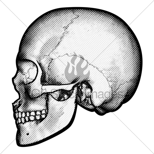 500x500 Skull In Profile Drawing Gl Stock Images