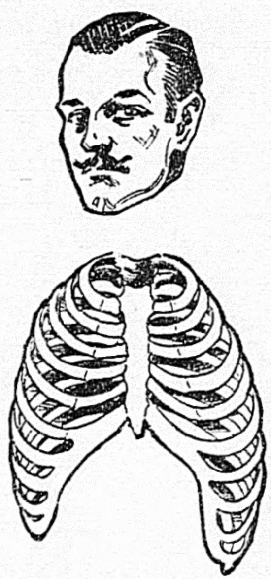 550x1174 Filehuman Head And Ribcage