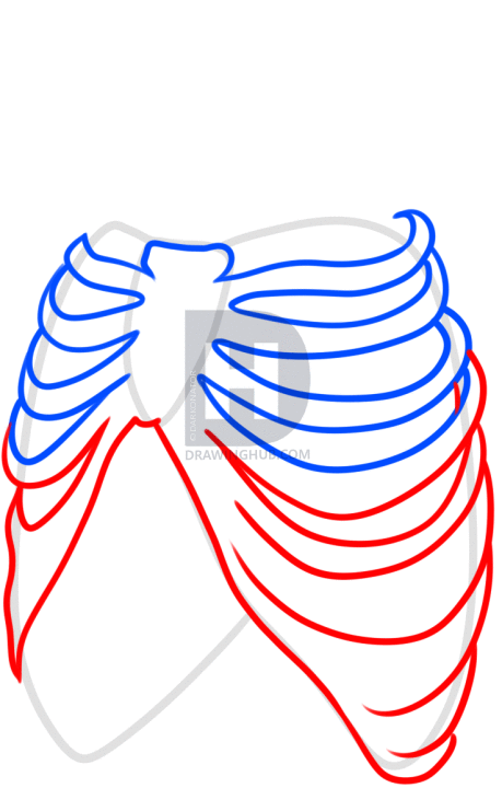 459x720 How To Draw A Rib Cage Tattoo, Step