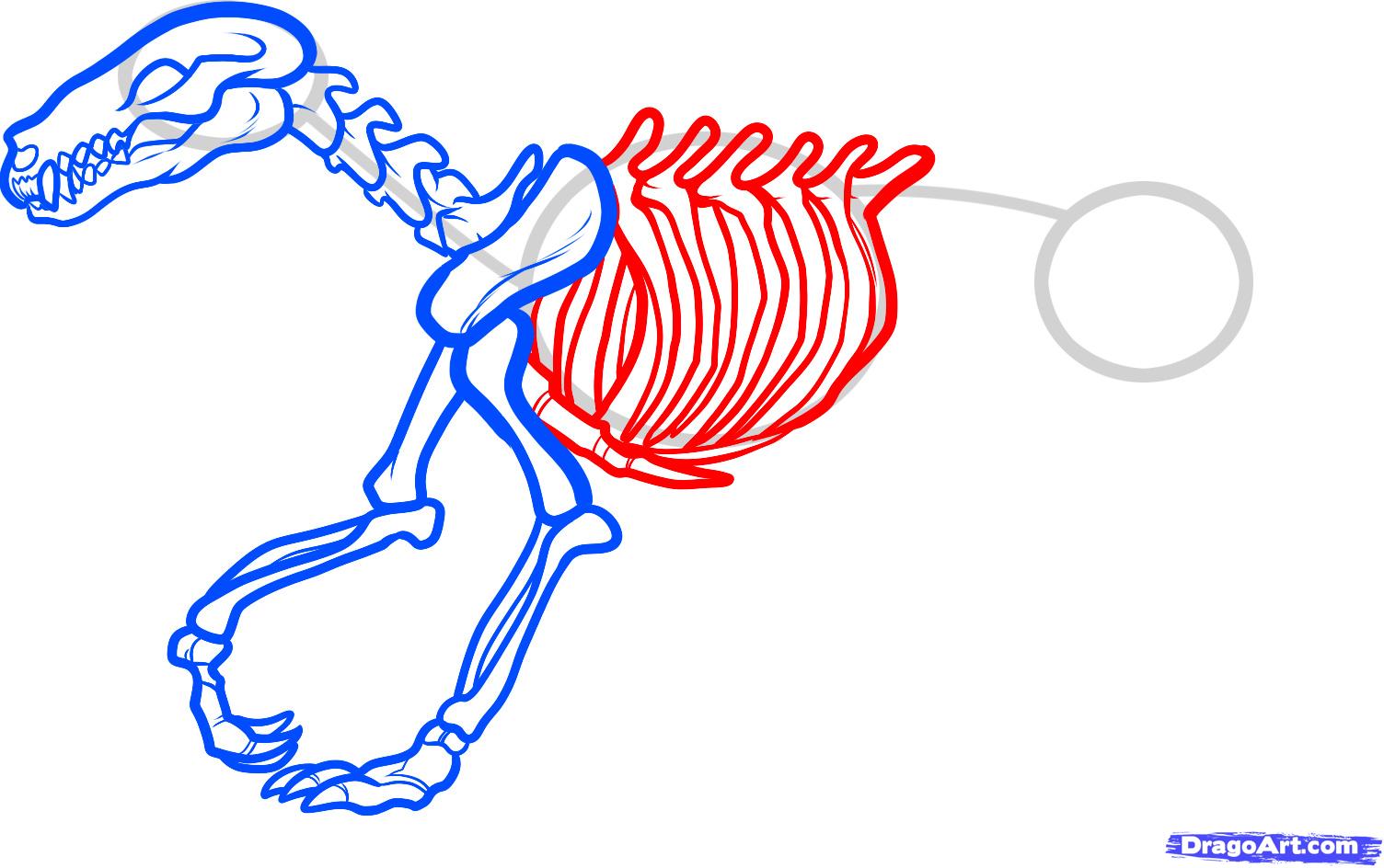 1504x944 How To Draw A Wolf Skeleton, Wolf Skeleton, Step