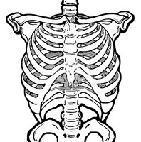 198x200 Human Ribcage Stock Vectors