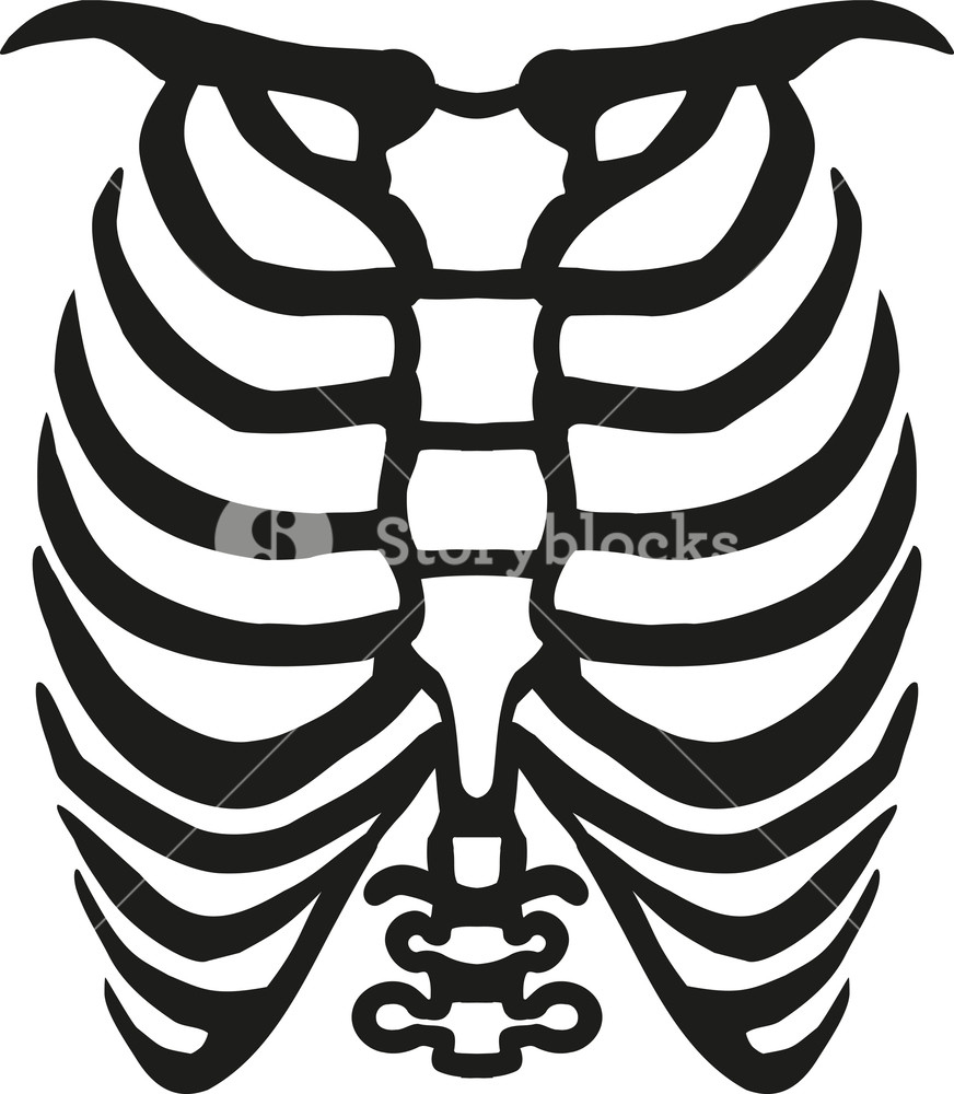 872x1000 Human Ribcage Skeleton Royalty Free Stock Image