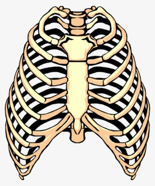 320x382 Rib Cage Png Images Png Cliparts Free Download On Seekpng