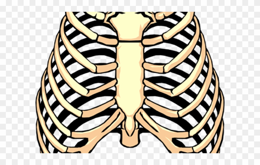 880x560 Rib Cage Png Transparent Images