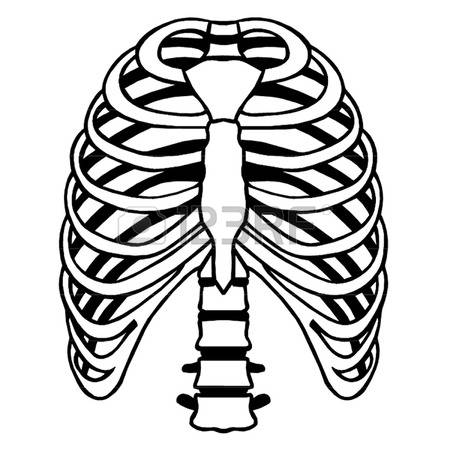 Human Rib Cage Drawing | Free download on ClipArtMag