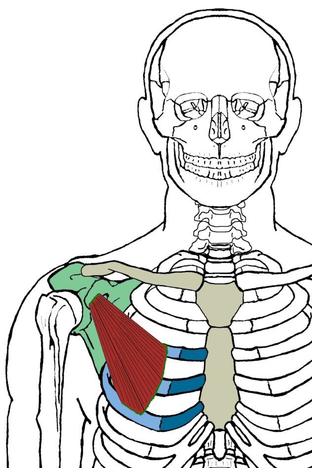 632x949 Pectoralis Minor Functional Anatomyintegrative Works