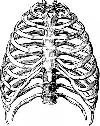 200x252 rib injury symptoms diagnosis
