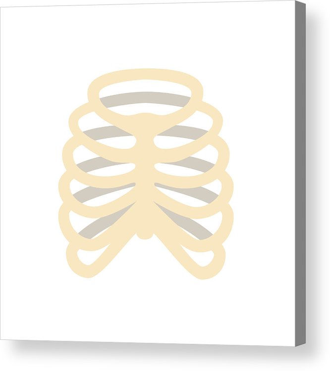 666x750 Ribs Human Bone Medicine Flat Vector Icon Acrylic Print