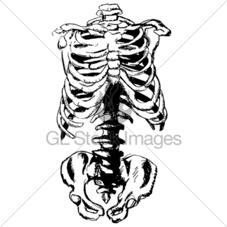 325x325 Vector Ribs Set Gl Stock Images