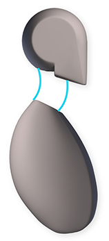 158x347 Anatomy Of The Rib Cage Proko