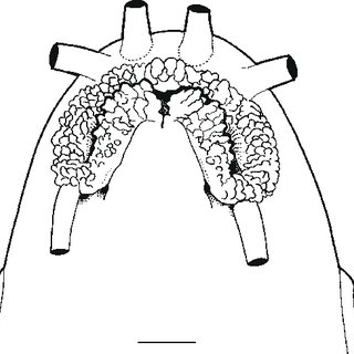 320x320 Nemacheilus Papillos, Zrc Mm Sl Mouth Scale Bar Mm