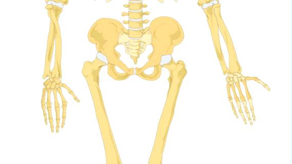 570x320 Human Skeletal System Diagram Human Anatomy Diagram Skeleton Model
