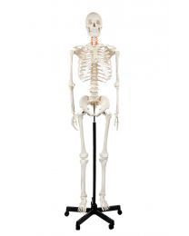 208x260 human skeleton models anatomical skeleton models