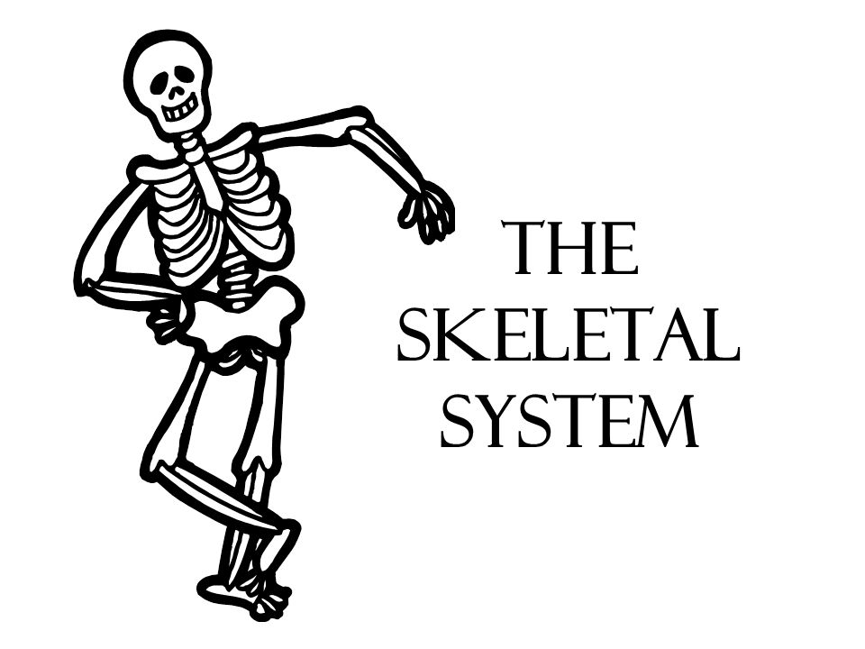 960x720 the skeletal system human skeleton purpose of bones determines