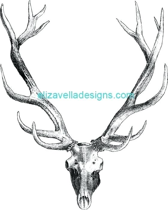 561x700 Deer Skeleton Anatomy Diagram