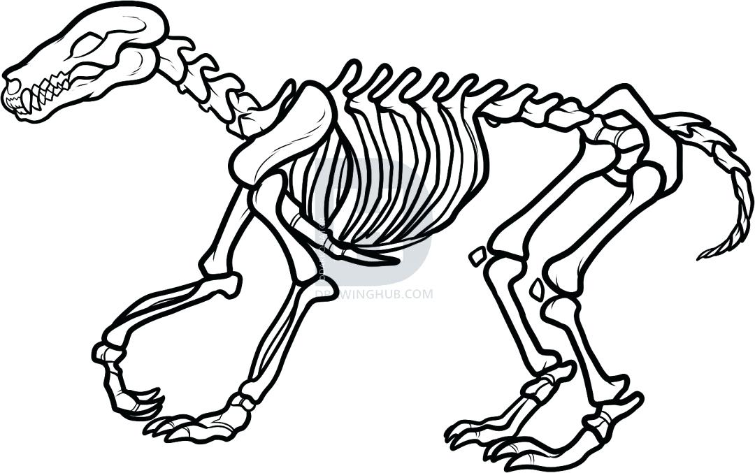 1080x677 Wolf Skeletal Structure Momtobaby Club