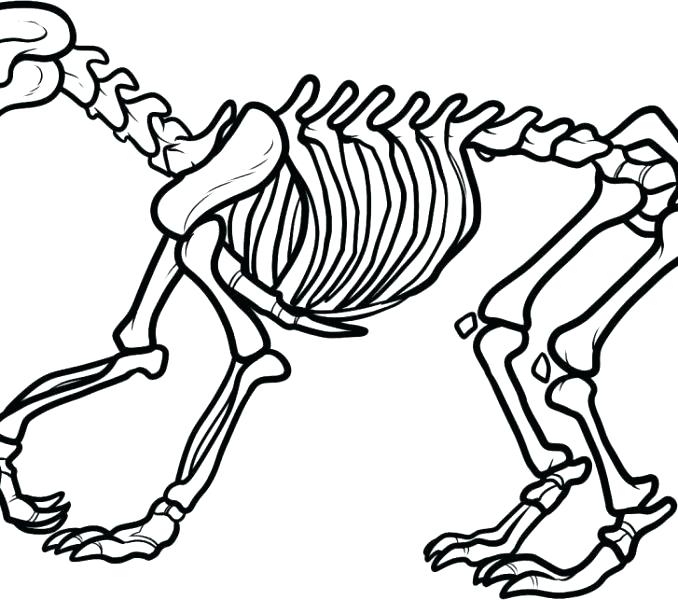 678x600 Human Skeleton Coloring