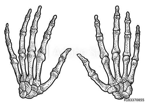500x354 Human Hand Skeleton Illustration, Drawing, Engraving, Ink, Line