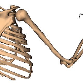 320x320 Schematic Drawing Of A Human