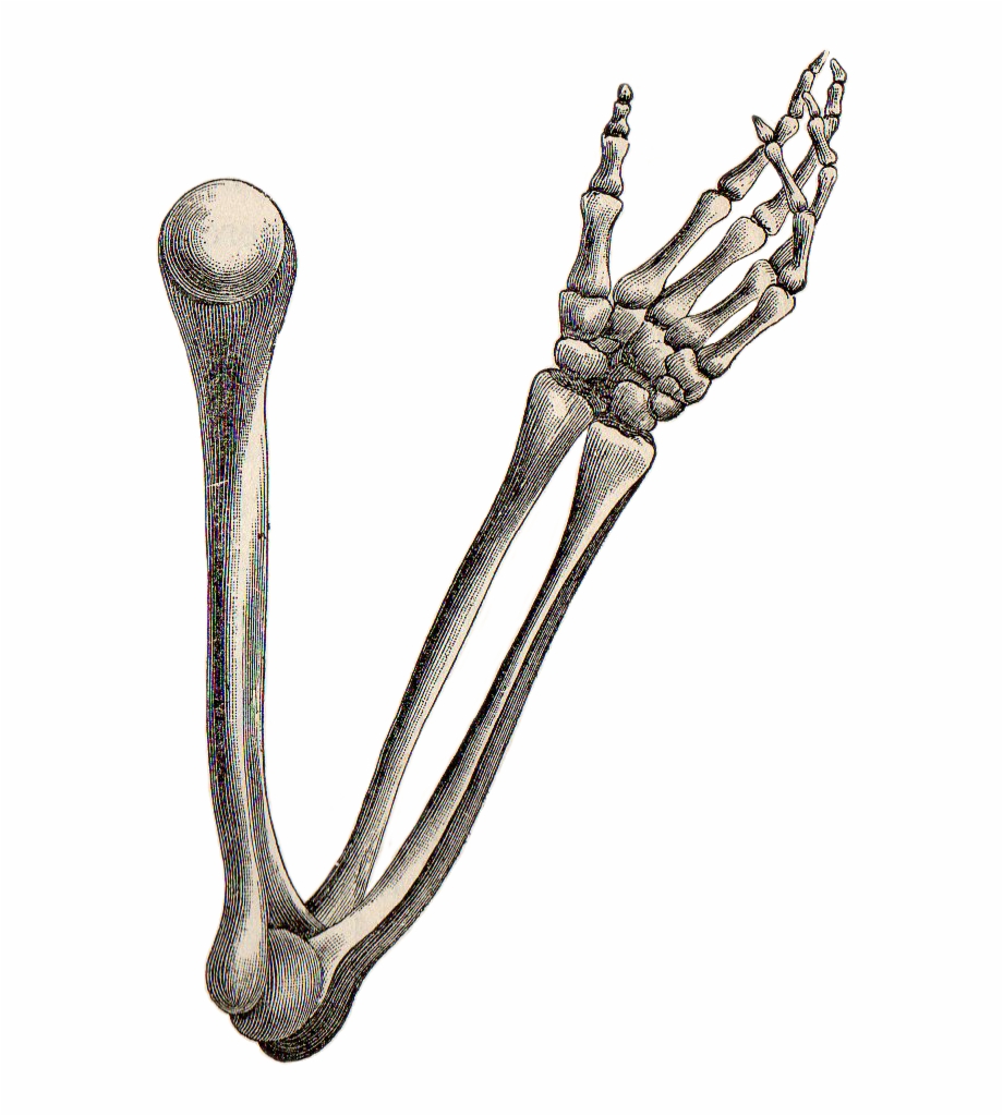 920x1024 Skeleton Arm Png