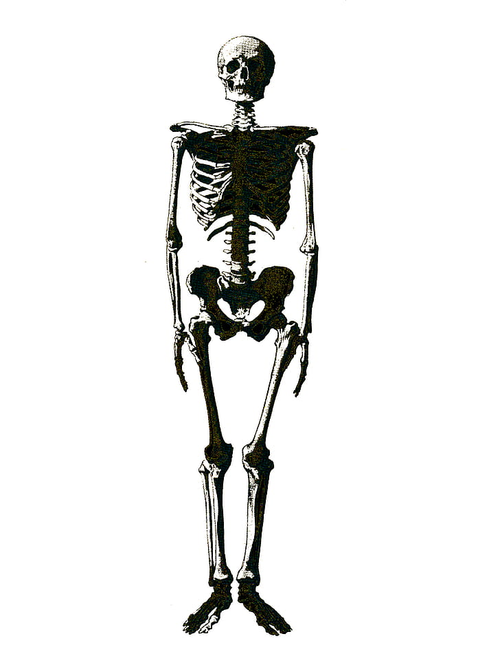 728x971 Royalty Free Human, Skeleton Photos For Free Download, Sort