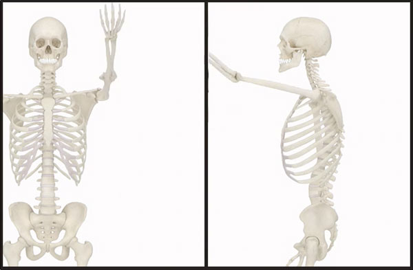 600x393 Essential Muscle And Skeleton Anatomy