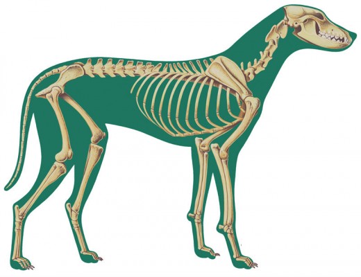 520x400 How To Draw Animals Feltmagnet