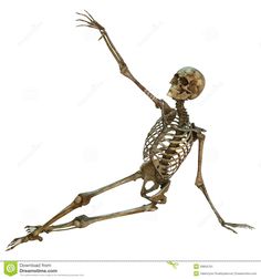 236x252 Best Reference Skeletons Images Bones, Anatomy Drawing