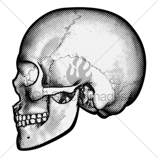 325x325 Human Skull Drawing Gl Stock Images