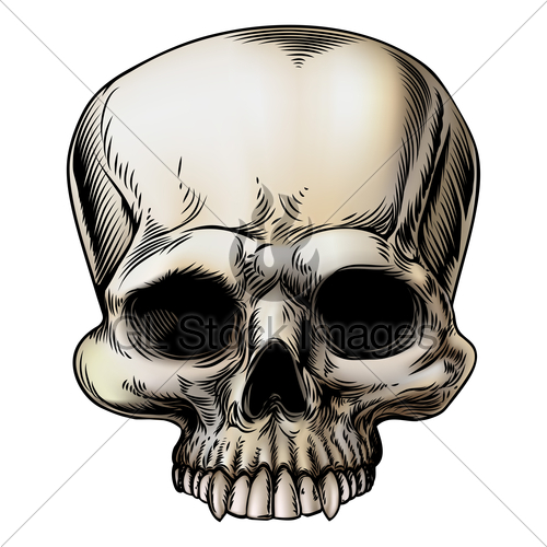 500x500 Human Skull Illustration Gl Stock Images