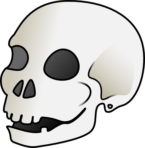 588x599 Human Skull Clip Art Free Vector In Open Office Drawing
