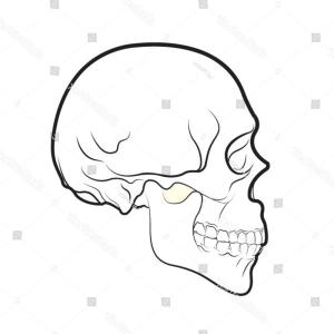 300x300 Photostock Vector Vector Sketch Side View Skull On White