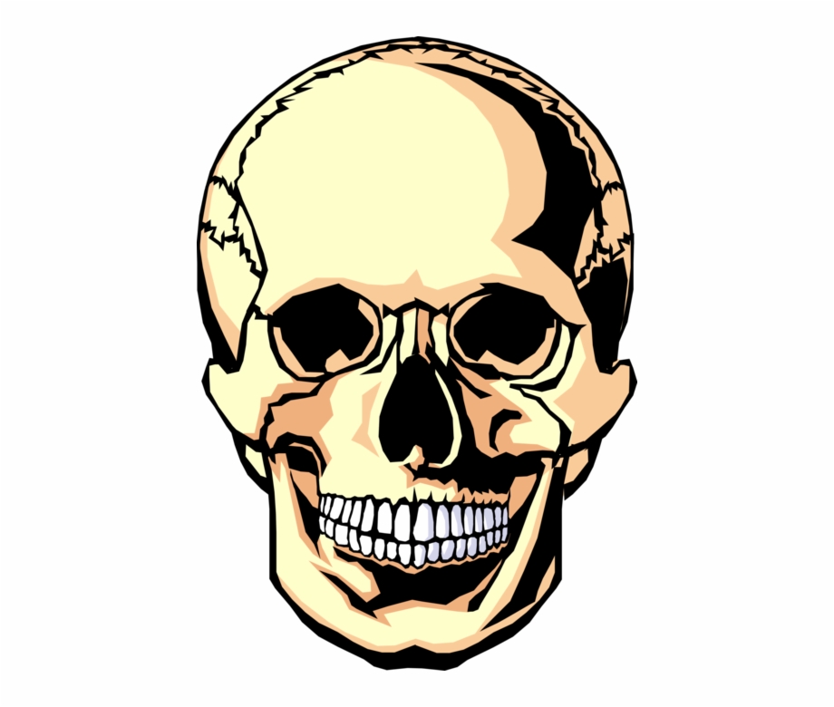 920x780 Vector Illustration Of Human Skull Head Free Png Images Clipart