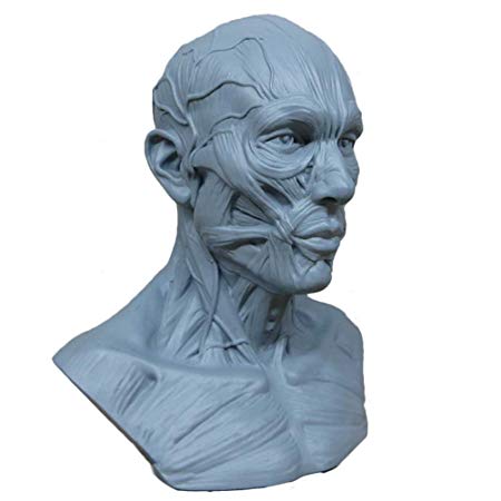 450x450 Earlywish New Human Model Anatomy Skull Head Muscle Bone