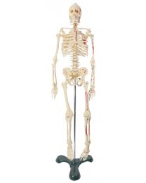 208x260 human skeleton models anatomical skeleton models