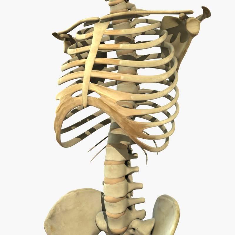 800x800 Human Skeleton Torso Model
