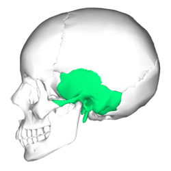 250x250 Temporal Bone
