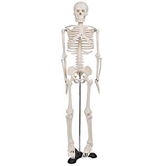 342x342 Zeny Mini Size Advanced Medical Human Anatomical Skeleton