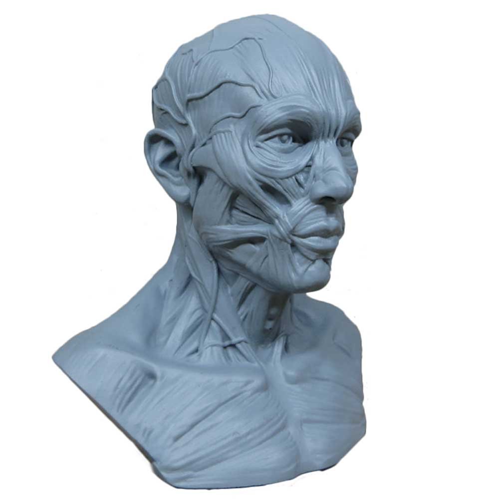 1000x1000 Human Model Craft Anatomy Skull Head Muscle Bone