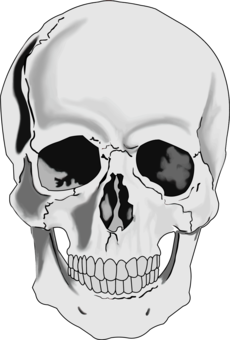 Human Skull Drawing Tutorial