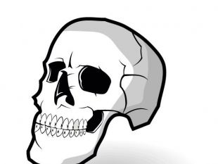 310x233 Human Skull Vector Graphics Free Vectors Ui Download
