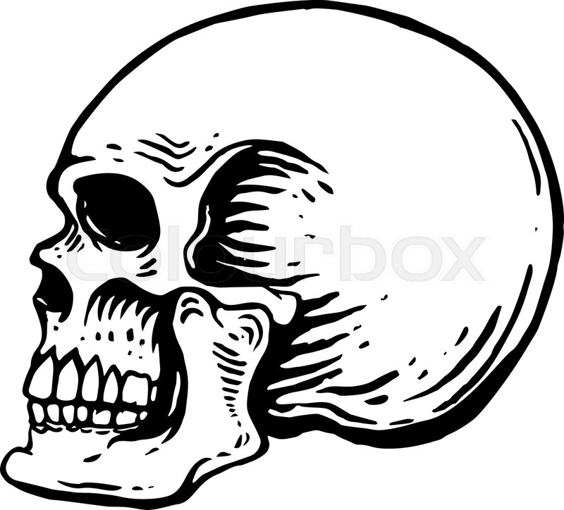 800x724 Hand Drawn Human Skull Illustration On Stock Vector Colourbox