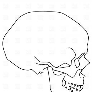 300x300 Human Skull Sideview Vector Clipart Lazttweet